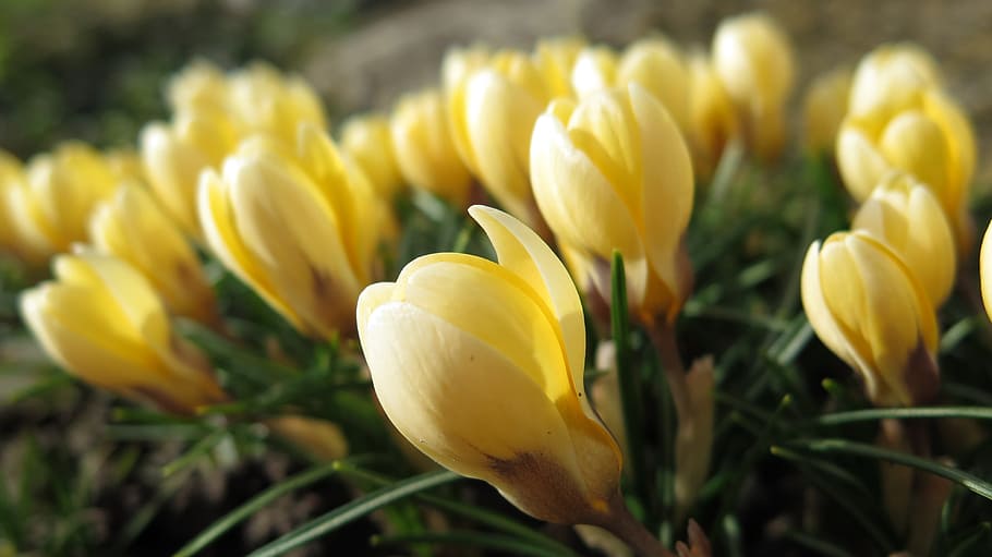 Crocus, Flowers, Bloom, Spring, Yellow, close, freshness, close-up HD wallpaper