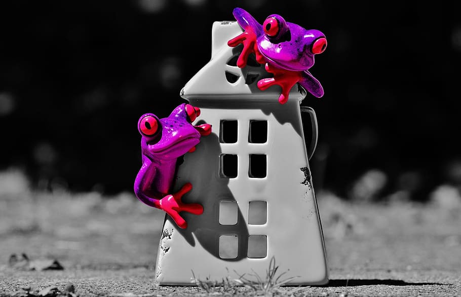 frogs, home, funny, cute, sweet, decoration, figure, at home HD wallpaper