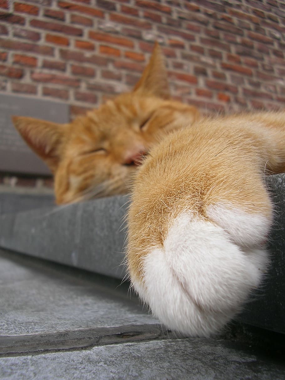 cat, cute, cat is, relaxed, cat face, sweet, domestic Cat, pets HD wallpaper