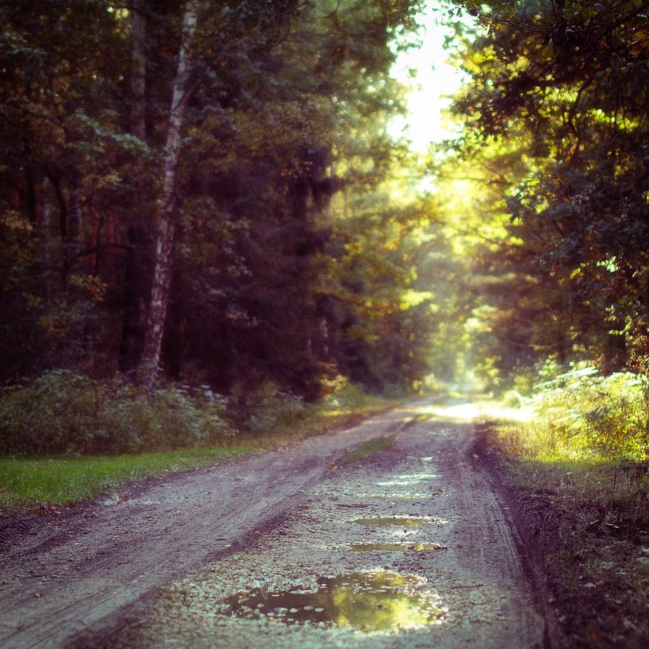 puddle, dirt, road, water, trees, nature, forest, outdoors HD wallpaper