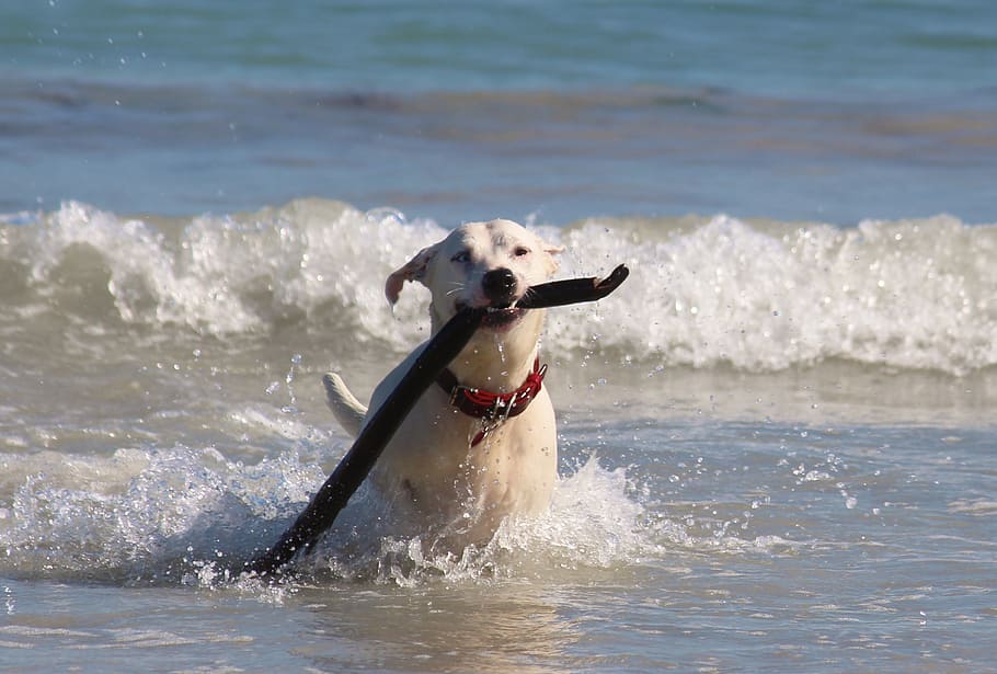 dog, sea, beach, wave, surf, batons, water, canine, pets, domestic HD wallpaper