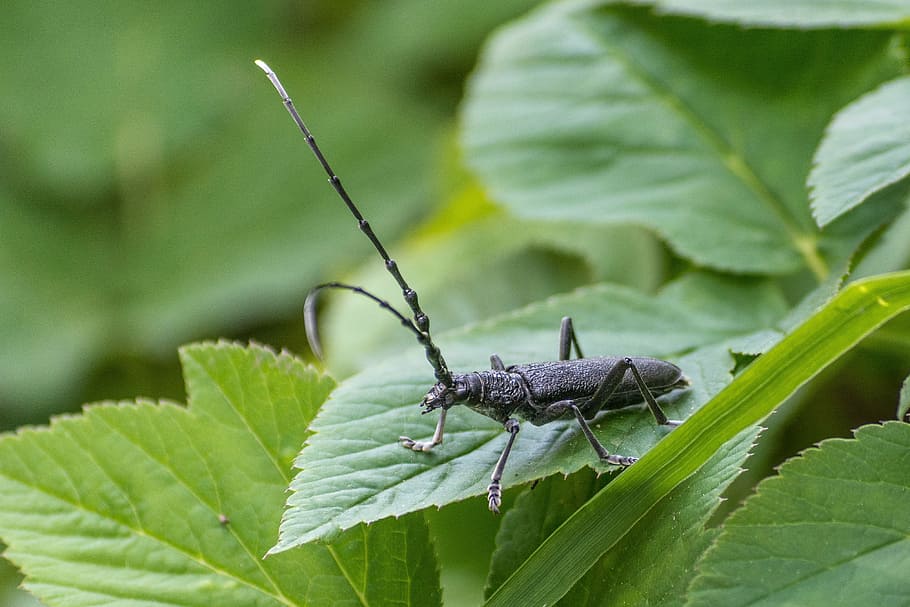 insect, beetle, nature, close, macro, animal, leaf, plant part HD wallpaper
