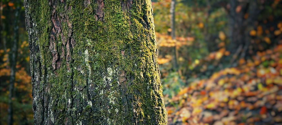 Tree, Nature, Trunk, Park, Forest, environment, sunlight, wood HD wallpaper