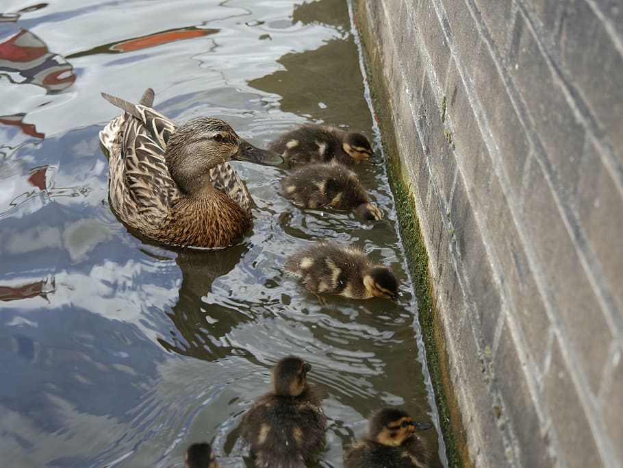 ducks, mother, wildlife photography, young, water, family, fauna, HD wallpaper