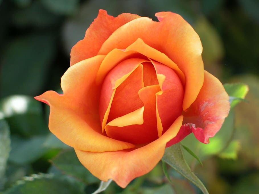 rose, flower, macro, flowering plant, petal, close-up, freshness HD wallpaper