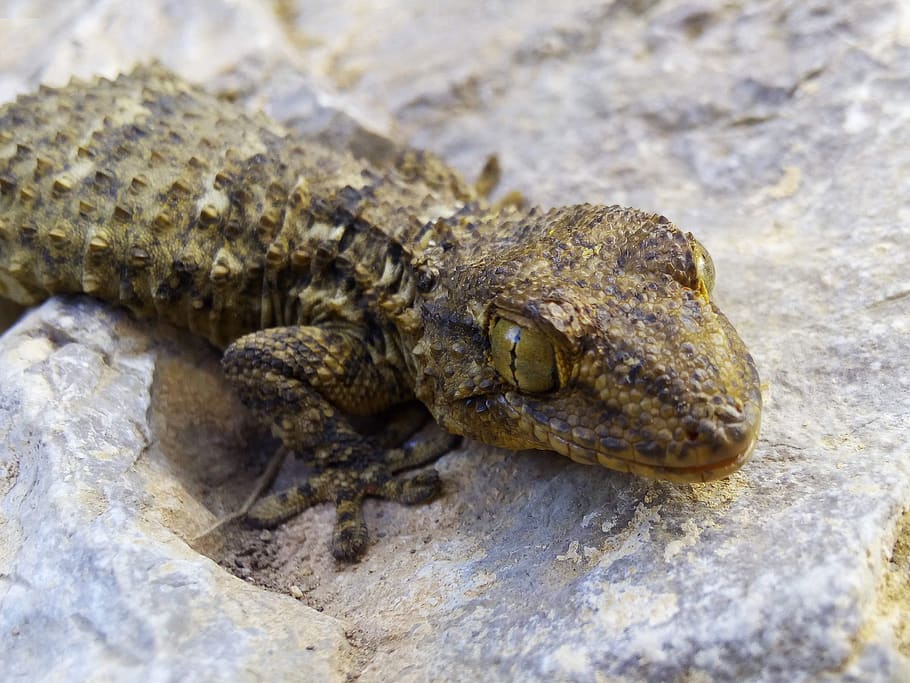 dragon, lizard, gecko, rock, texture, stalking, reptile, animals in the wild, HD wallpaper