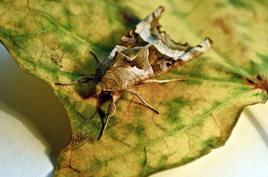 antenna, antennae, brown, bug, close-up, eye, gray, insect HD wallpaper