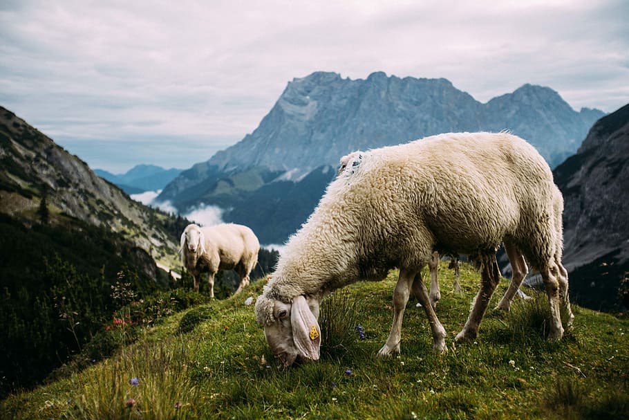 two sheeps at the mountain, two sheep on mountain range, mountain sheep HD wallpaper