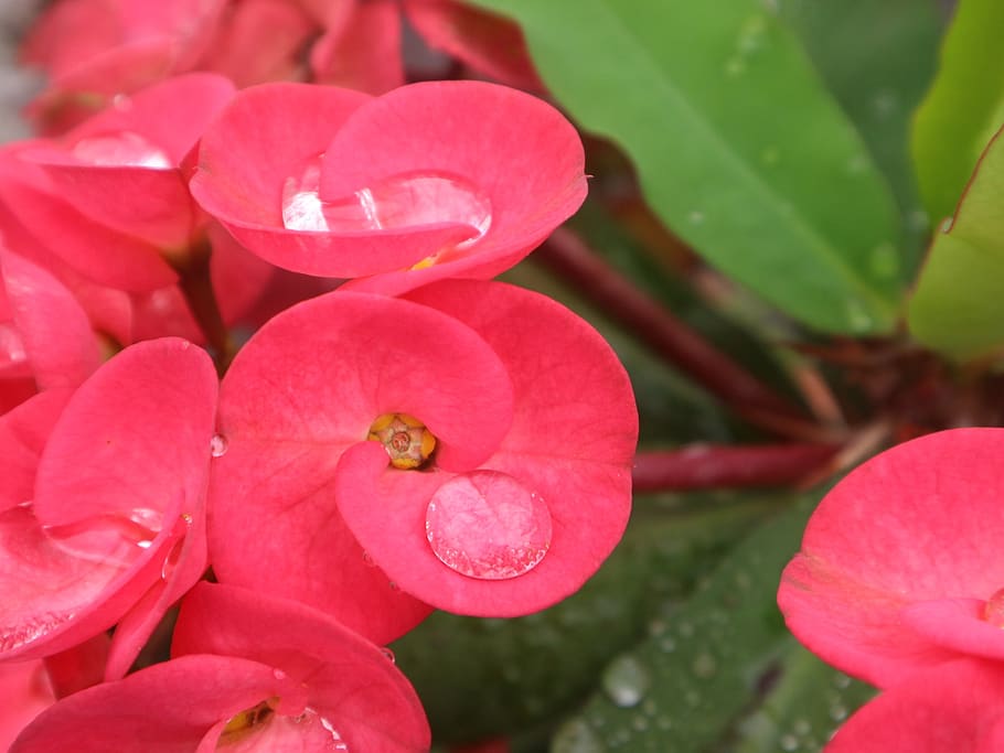 flower, red, green, fresh, small, flowering plant, petal, close-up HD wallpaper