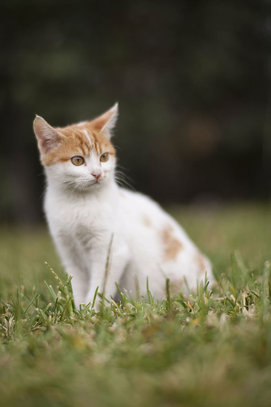 white and orange tabby cat on green grass, animal, animals, kitten, HD wallpaper