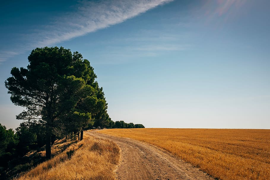 Summer, green leafed tree near brown grass field, sky, horizon HD wallpaper