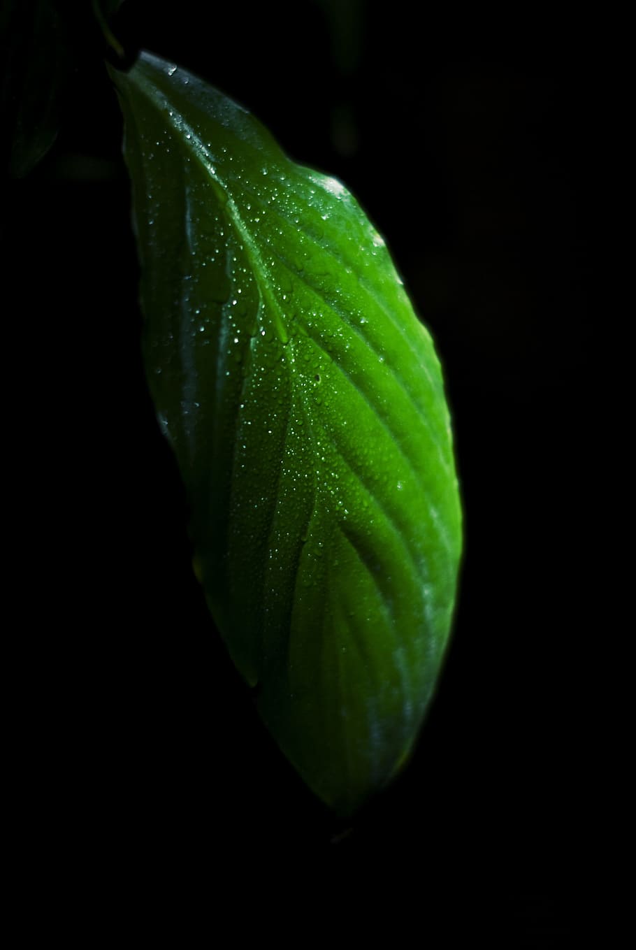 Leaf, Nature, Plant, Fresh, green, natural, environment, macro HD wallpaper