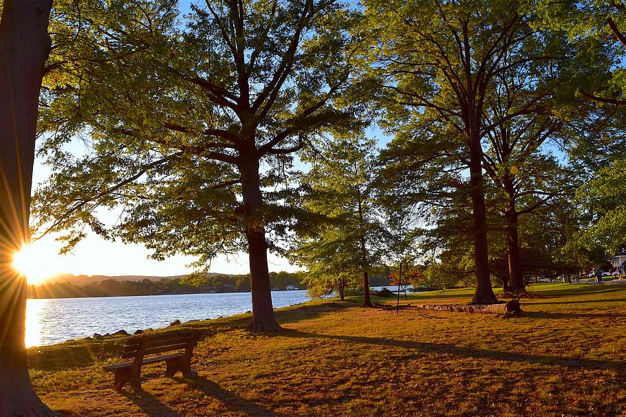 sunset, tree, lake, autumn, light, sunlight, shadow, natural HD wallpaper