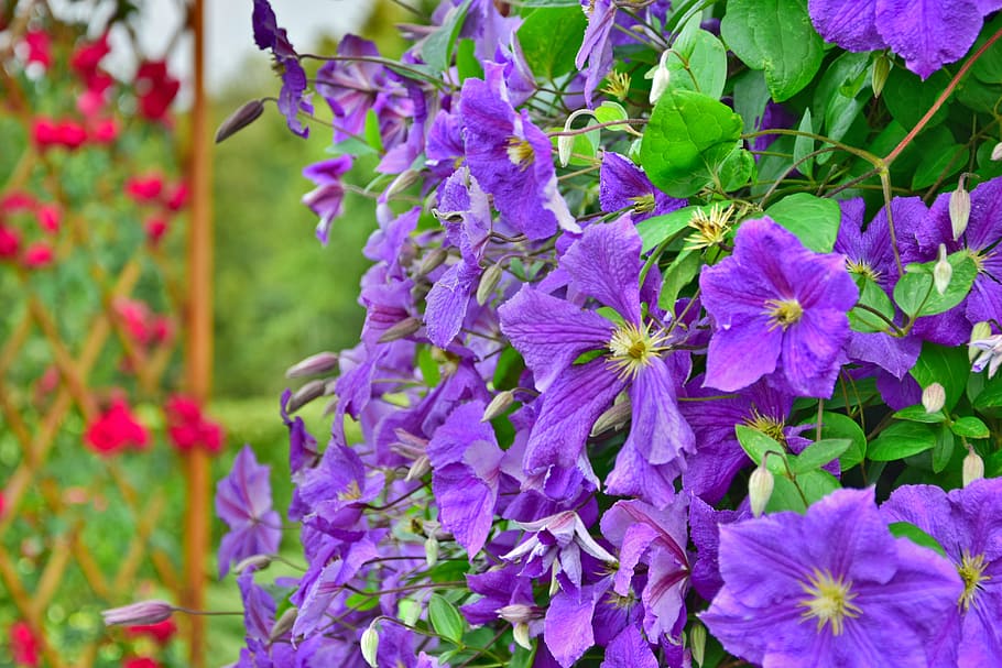 nature, field, flowers, purple, bloom, blooming, blossom, blur HD wallpaper