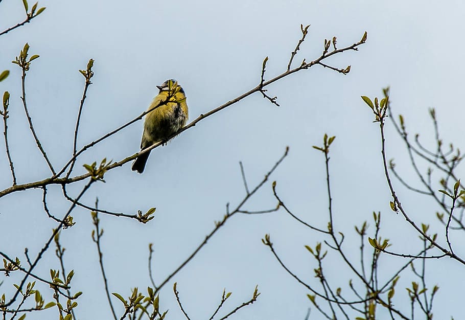 nature, bird, tree, sky, animal wildlife, animal themes, animals in the wild HD wallpaper