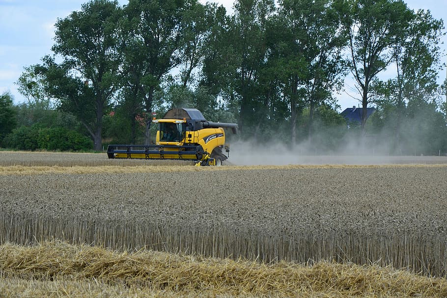 Harvest, Grain, Agriculture, grain harvest, cornfield, harvesting, HD wallpaper