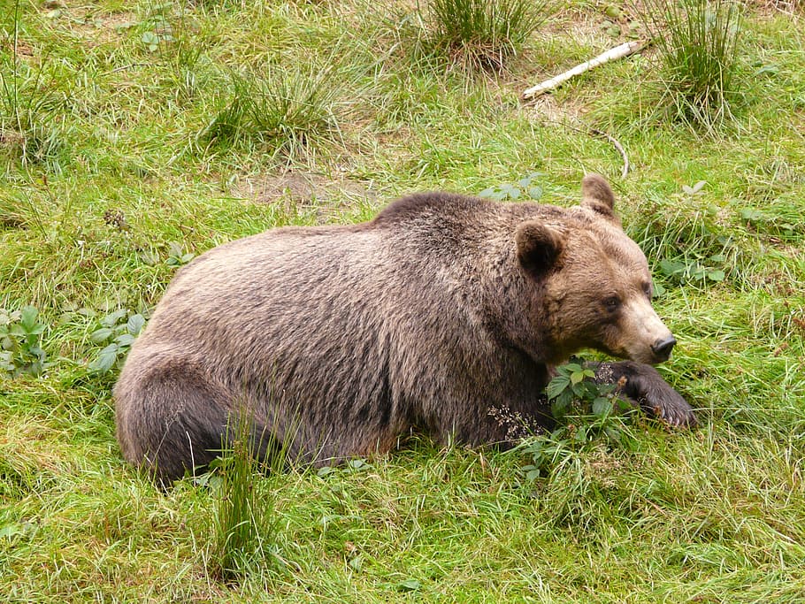 Brown Bear, Forest, Eat, Fluffy, food, nature, mammal, animal HD wallpaper