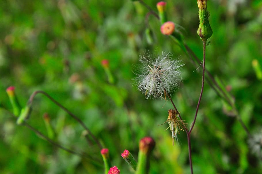 Dandelion, Flower, Nature, Spring, summer, plant, green, natural HD wallpaper