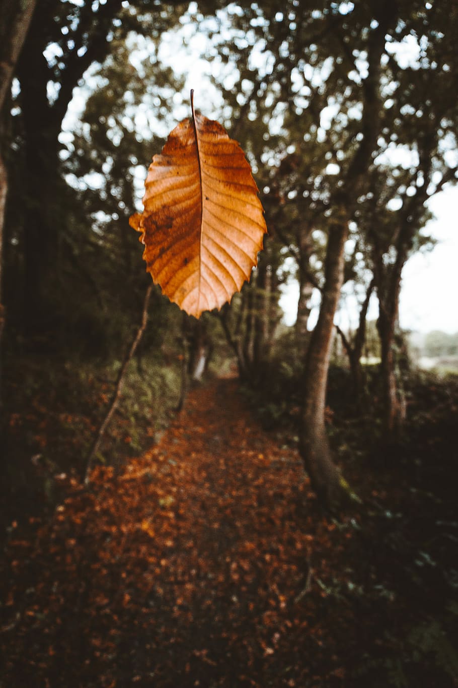 shallow focus photography of brown leaf, selective focus photography of brown leaf HD wallpaper