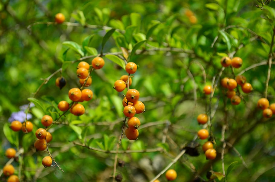 berries, orange, fruit, plant, indian, food and drink, healthy eating HD wallpaper