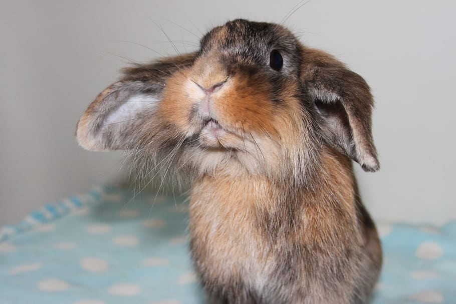 long-coated brown and gray hare standing on top of teal surface HD wallpaper