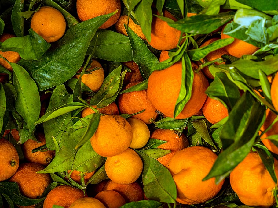 lot of orange fruit, round orange fruits at daytime, leaf, organic HD wallpaper