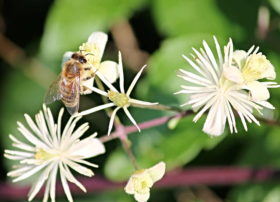 bee, insect, close, blossom, bloom, nature, honey bee, pollination HD wallpaper