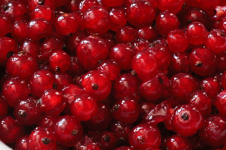 Fruit, Currants, Sour, Red Currant, summer fruit, shiny, berries HD wallpaper