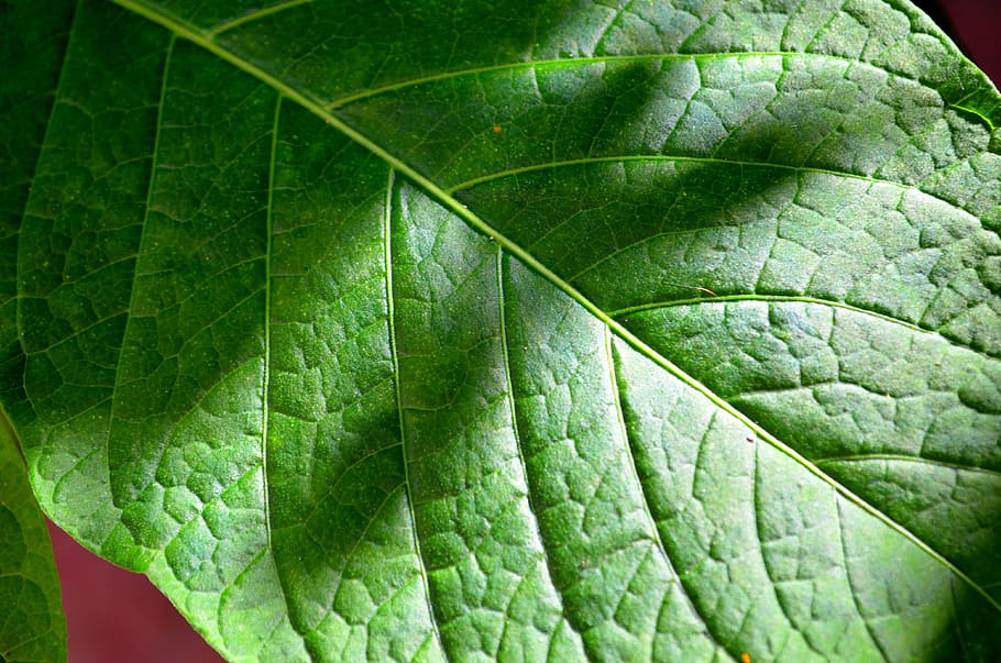 leaf, the green background, veins, pattern, plant, plant part HD wallpaper