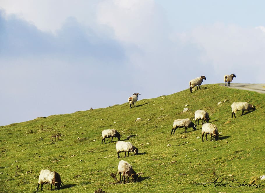 Sheep, Pyrenees, Grass, Pasturage, clouds, eat, nature, livestock HD wallpaper