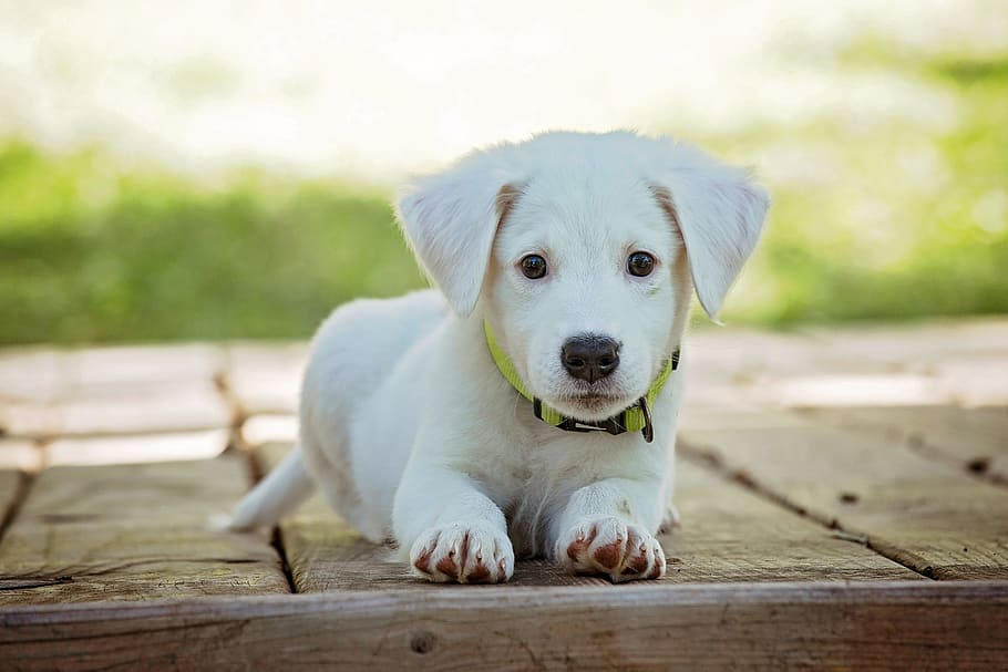 yellow Labrador Retriever puppy on wooden surface in selective focus photography, HD wallpaper