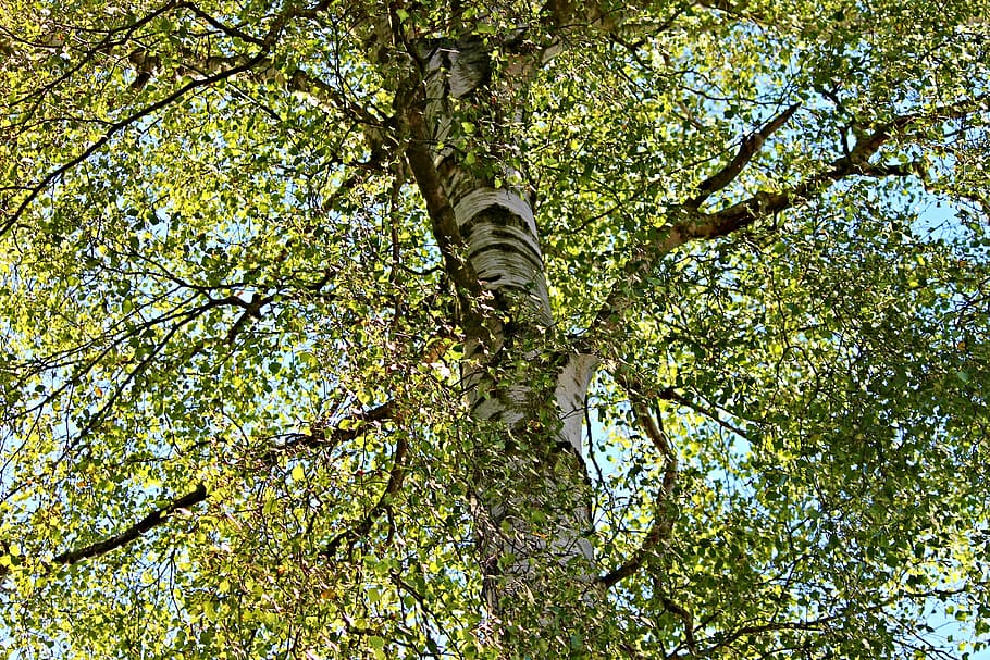 birch, crown, nature, trees, forest, sky, green, leaves, landscape HD wallpaper