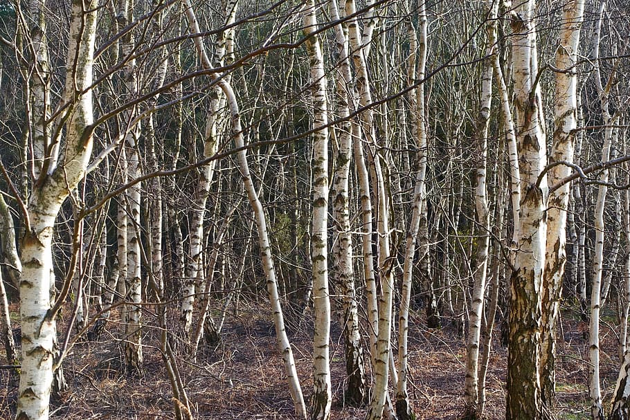silver birch, trees, trunks, environment, woodland, natural HD wallpaper