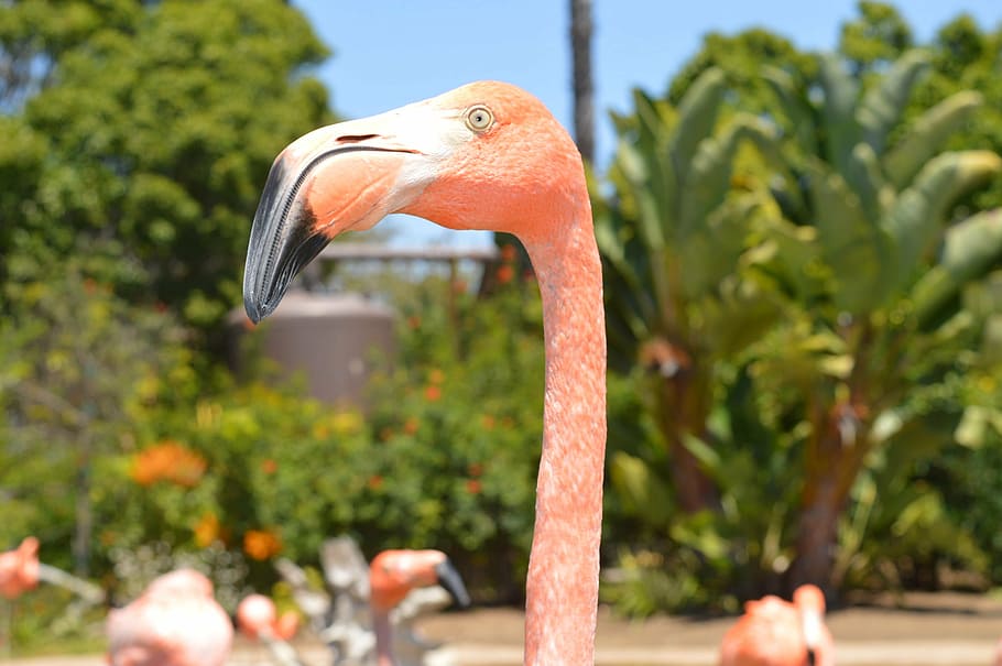 closeup photo of pink flamingo, beak, bird, water, river, lake HD wallpaper