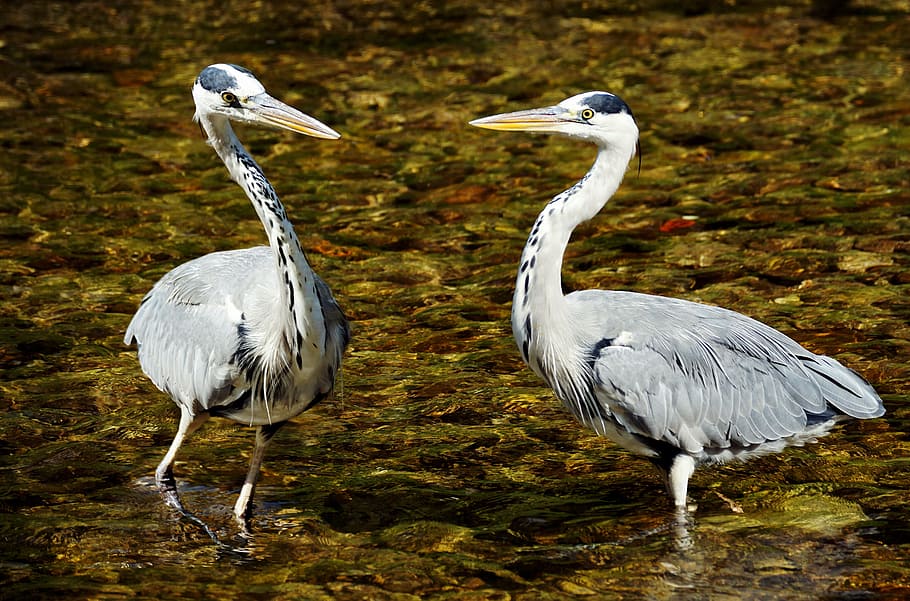 two white storks on river, heron, bird, nature, eastern, plumage HD wallpaper