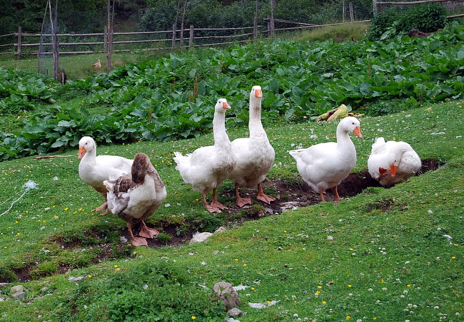 oca, bianca, prato, green, animal, biped, bird, group of animals HD wallpaper