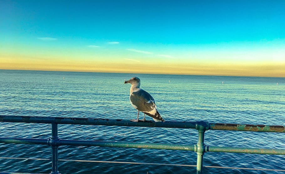 bird, landscape, ocean, nature, water, wild birds, water bird HD wallpaper