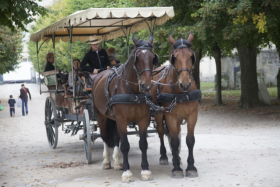 Fontainebleau, Carriage, Ride, Horses, path, tree, nature, landscape