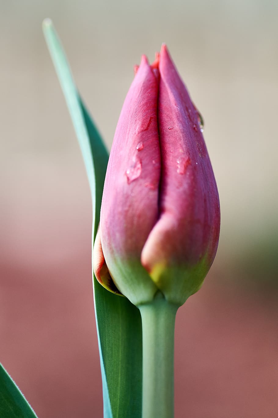 nature, flower, tulip, plant, easter, leaf, garden, freshness HD wallpaper