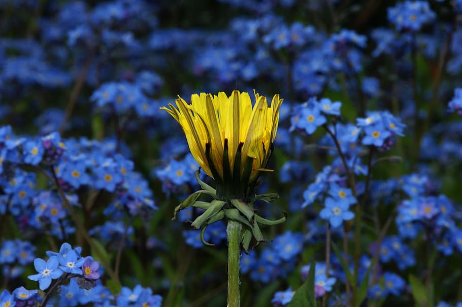 hd wallpaper flower yellow blue contrast yellow flower flowers nature wallpaper flare flower yellow blue contrast yellow