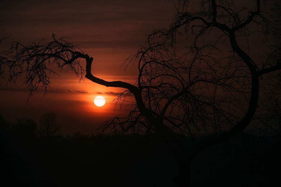 silhouette photo of bare tree, silhouette of bare tree during nighttime HD wallpaper