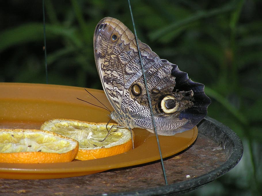 moth, butterfly, orange slices, animal, animal themes, animal wildlife HD wallpaper