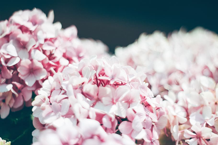 flower, white, petal, bloom, garden, plant, nature, autumn HD wallpaper