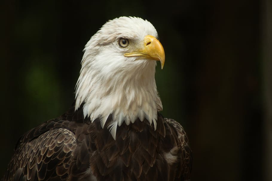 eagle, bird, nature, natural, american, raptor, wildlife, predator HD wallpaper