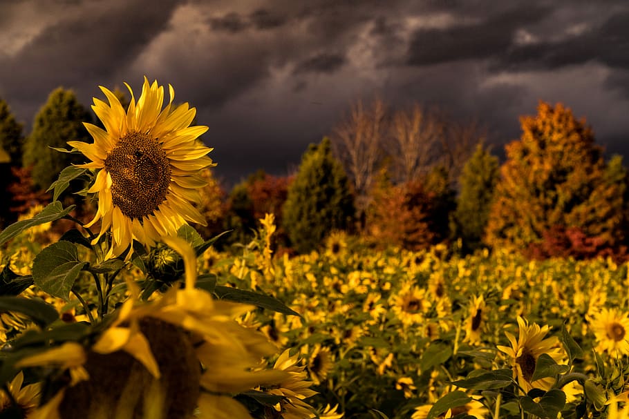 sunflower field under dark clouds, sunflower field under dark sky HD wallpaper