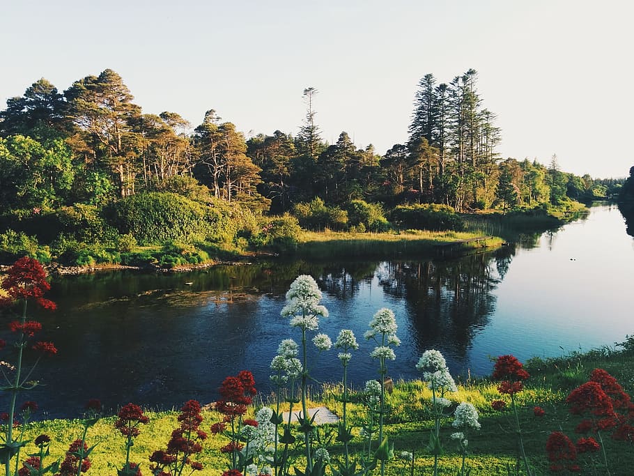 stream, water, river, green, grass, white, red, flowers, plants HD wallpaper