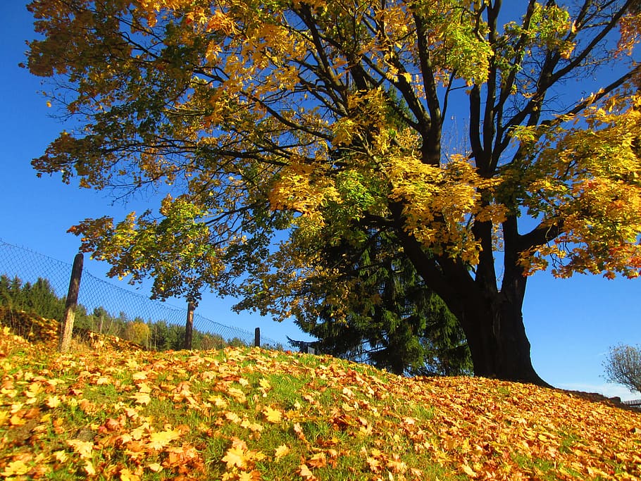 autumn, tree, colors, leaves, yellow, nature, autumn colors HD wallpaper