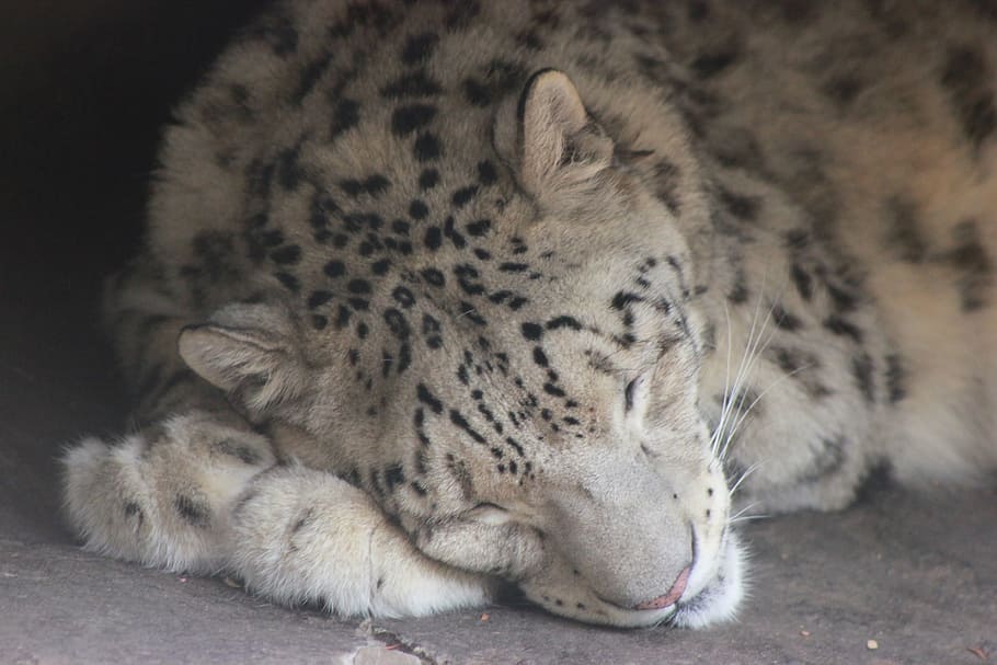 snow leopard, cat, nature, predator, zoo, carnivore, animal HD wallpaper