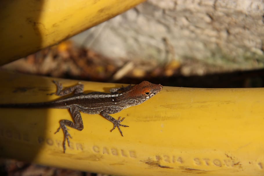 lizard, reptile, animal, insect eater, close, animal world HD wallpaper