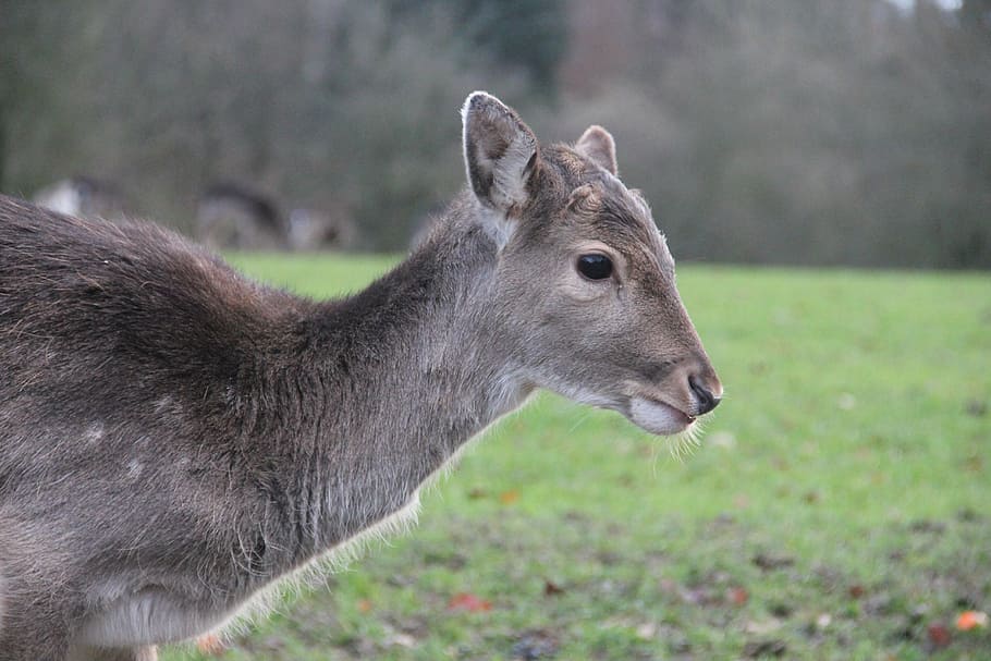 roe deer, from the side, kitz, running, animal, animal themes HD wallpaper
